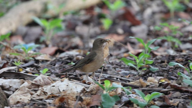 Clay-colored Thrush - ML658051984