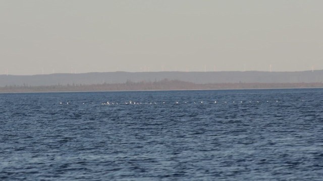 Bonaparte's Gull - ML658052222