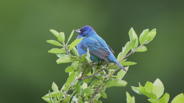 Indigo Bunting - ML658052319