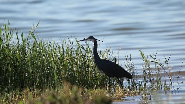 Western Reef-Heron - ML658052424