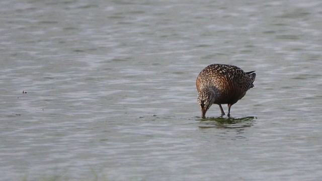 Hudsonian Godwit - ML658052679
