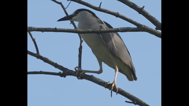 Black-crowned Night Heron - ML658052880