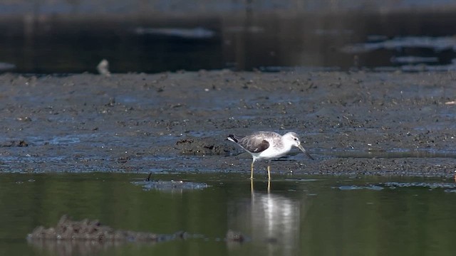 Nordmann's Greenshank - ML658052931