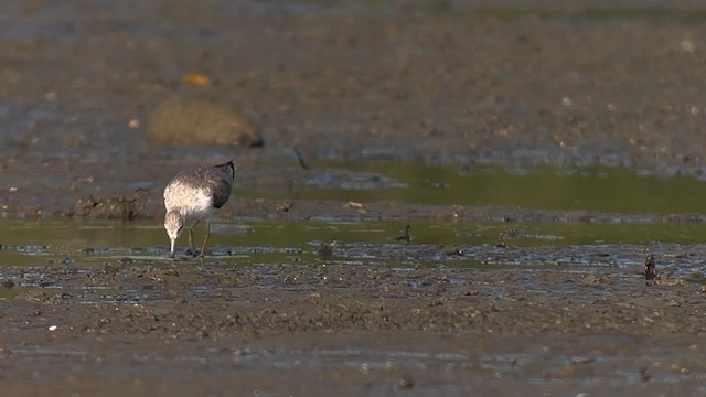 Nordmann's Greenshank - ML658052932