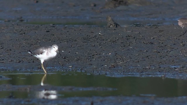 Nordmann's Greenshank - ML658052933