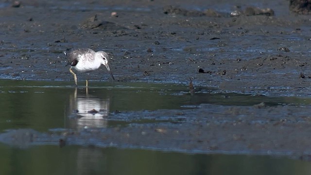 Nordmann's Greenshank - ML658052934