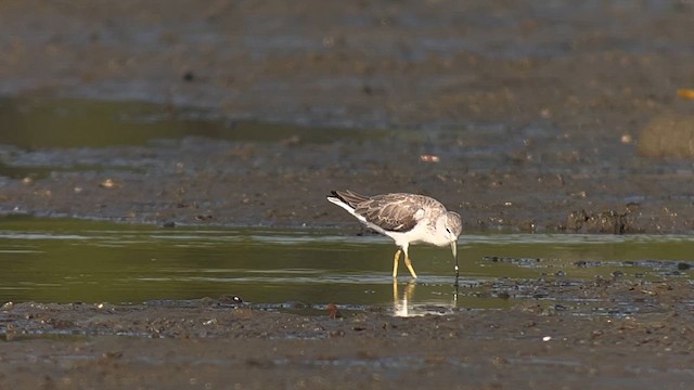 Nordmann's Greenshank - ML658052939