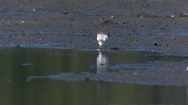 Nordmann's Greenshank - ML658052940