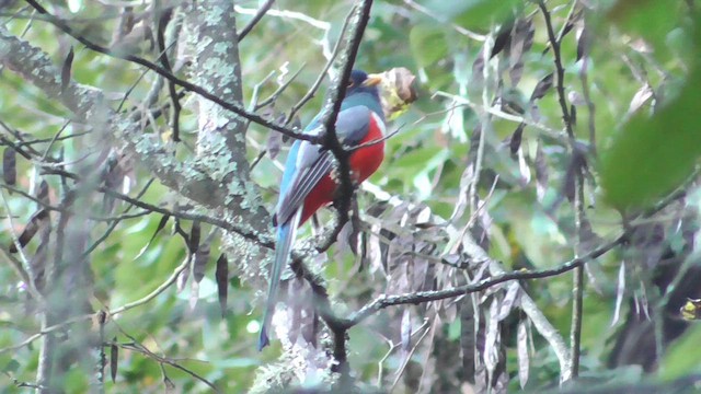Coppery-tailed Trogon - ML658052961