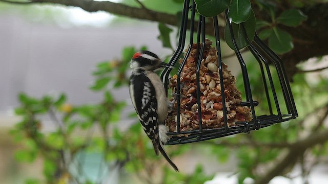 Downy Woodpecker (Eastern) - ML658053117