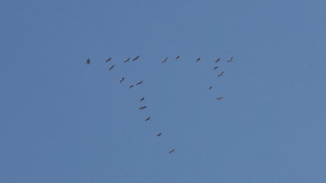 Sandhill Crane - ML658053186