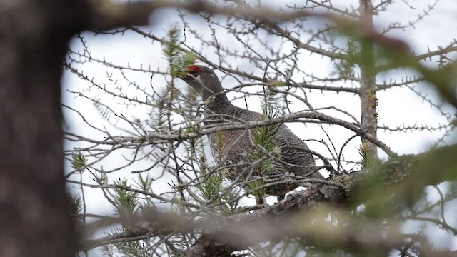 Spruce Grouse - ML658053194
