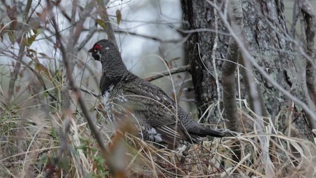 Spruce Grouse - ML658053195