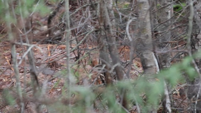 Ruffed Grouse - ML658053257