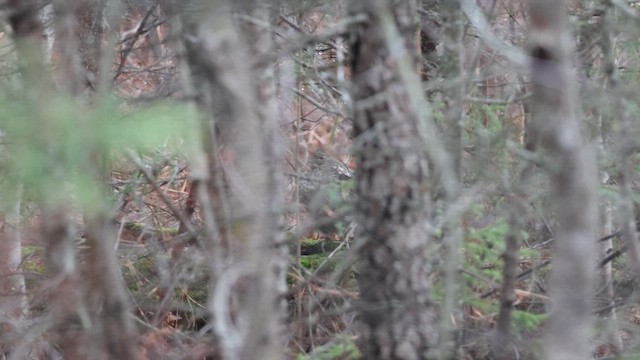Ruffed Grouse - ML658053258