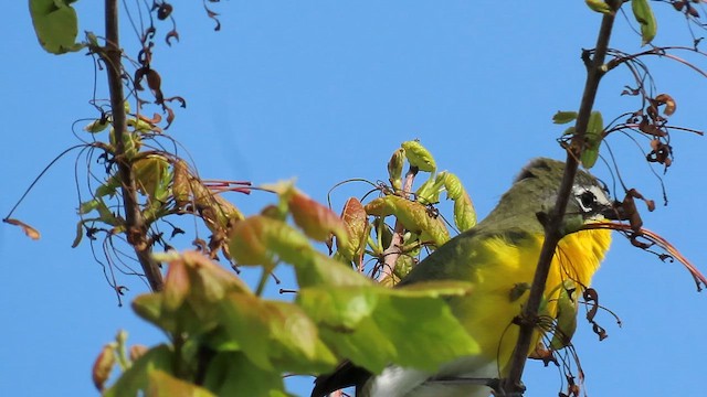Yellow-breasted Chat - ML658053293