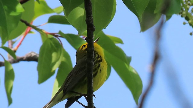 Prairie Warbler - ML658053306