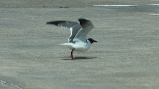 Laughing Gull - ML658053546