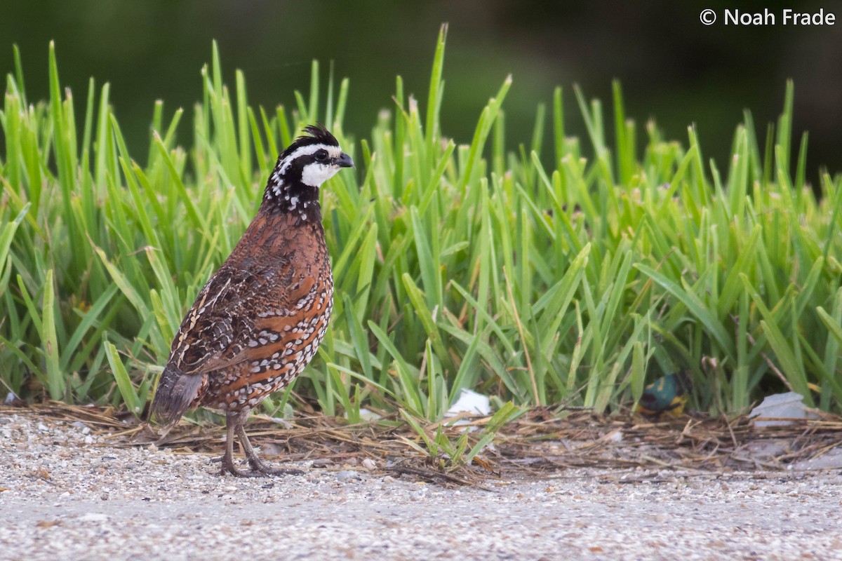 Northern Bobwhite - ML65805361