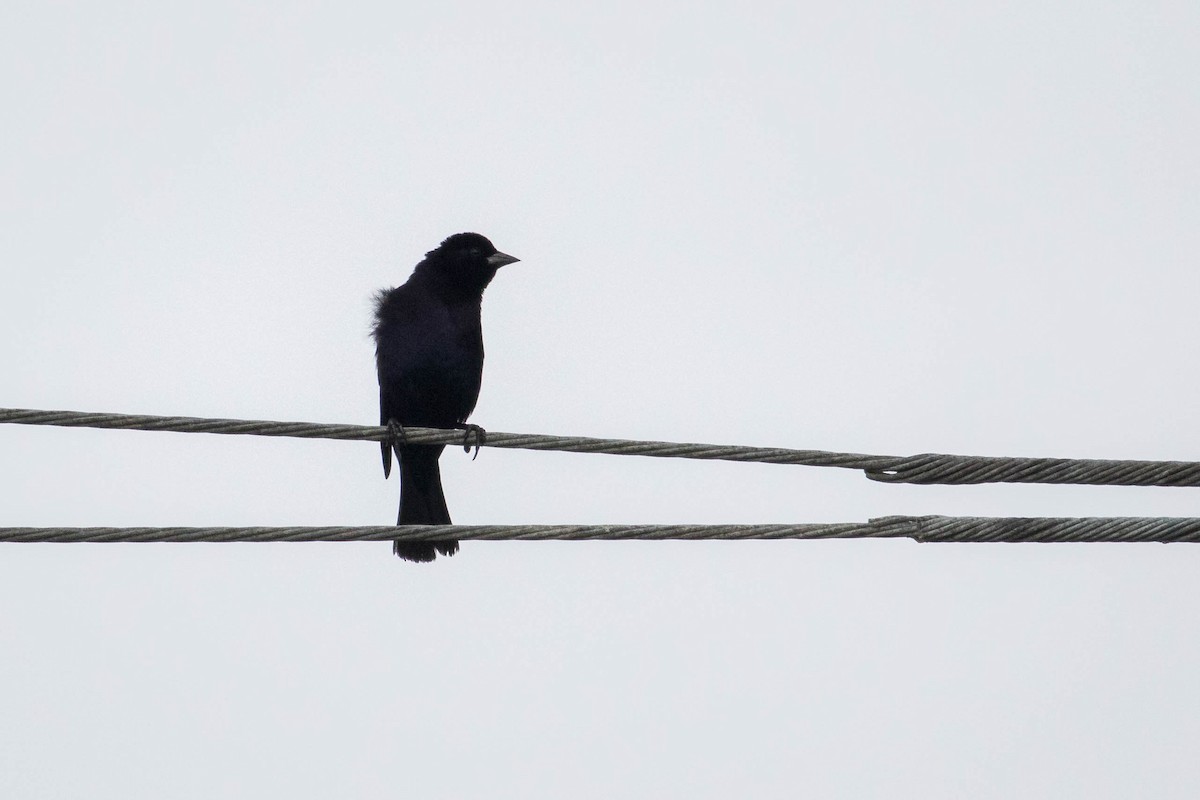 Shiny Cowbird - ML65805371