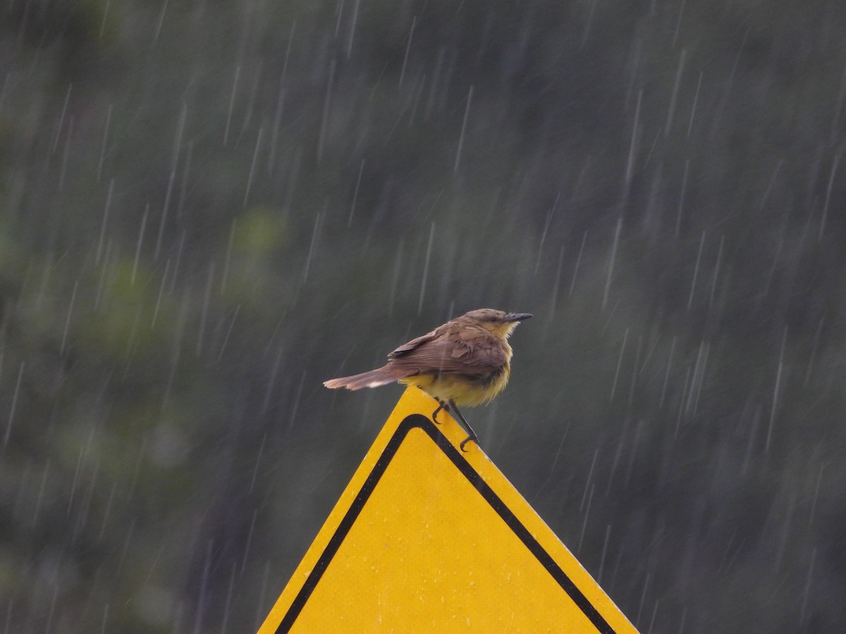 Cattle Tyrant - Machetornis rixosa - Media Search - Macaulay Library ...