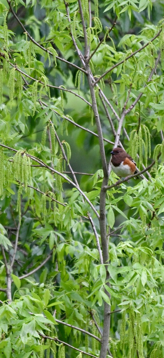 pipilo rudooký - ML658053973