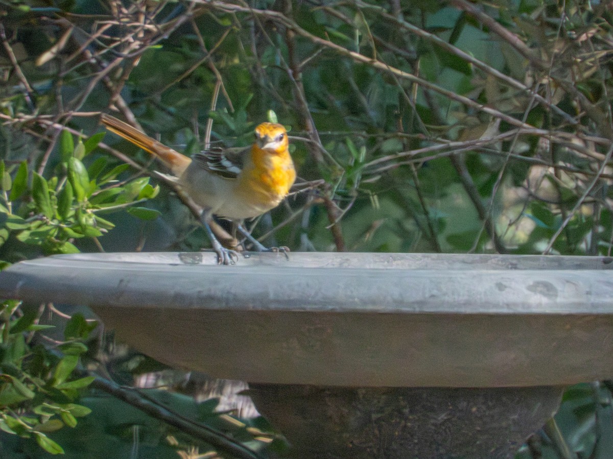 Bullock's Oriole - ML658053995