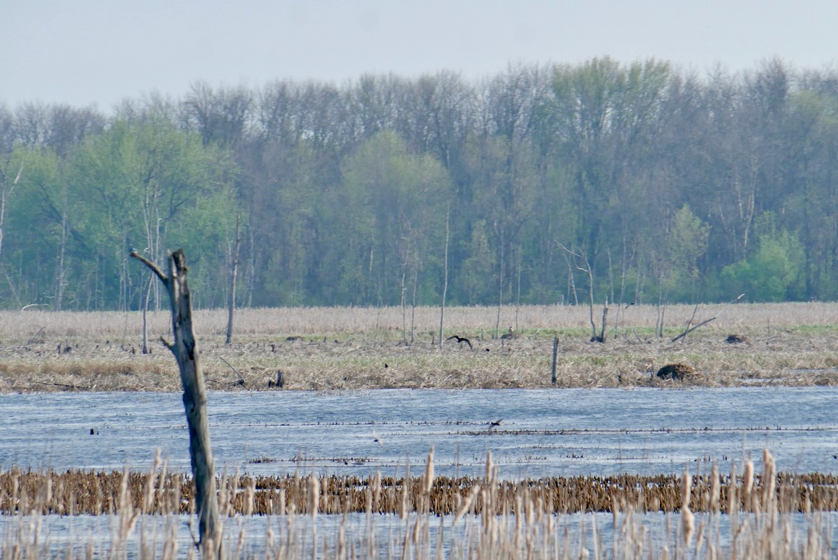 rybák černý - ML658054010