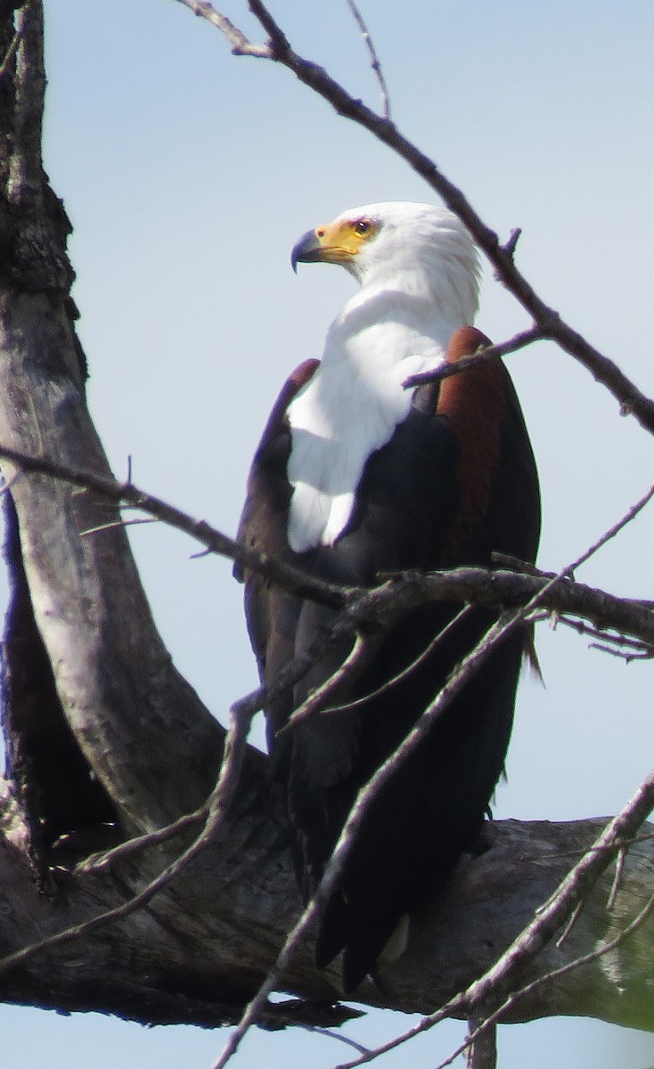 African Fish-Eagle - ML658054238