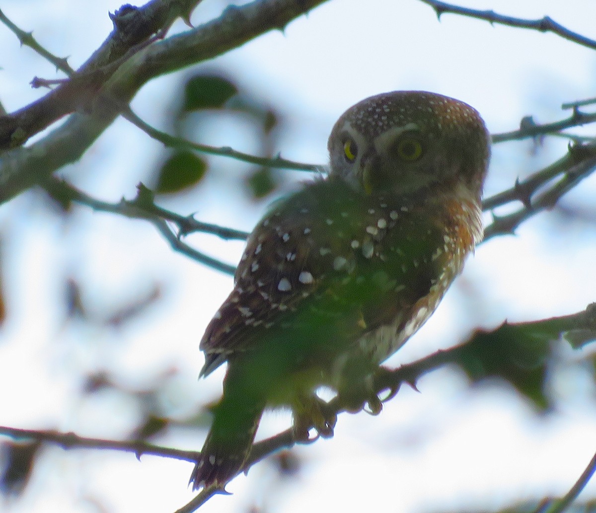 Pearl-spotted Owlet - ML658054240