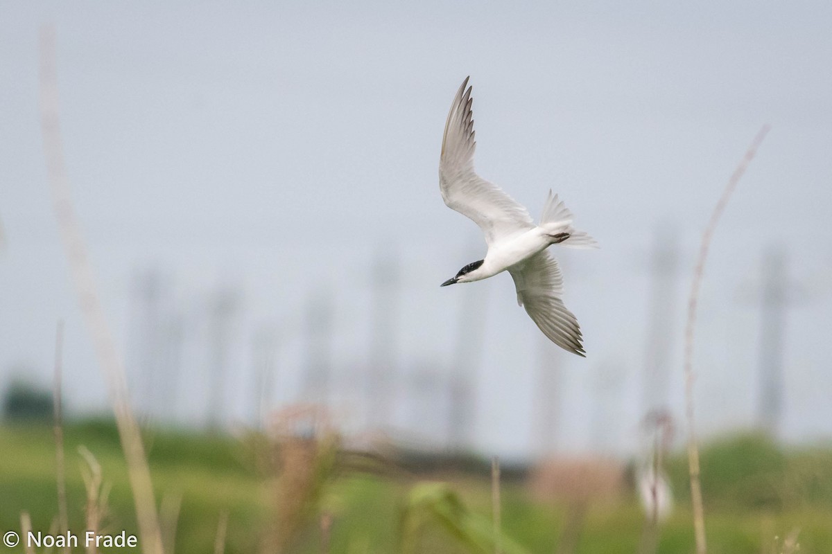 Gull-billed Tern - ML65805451