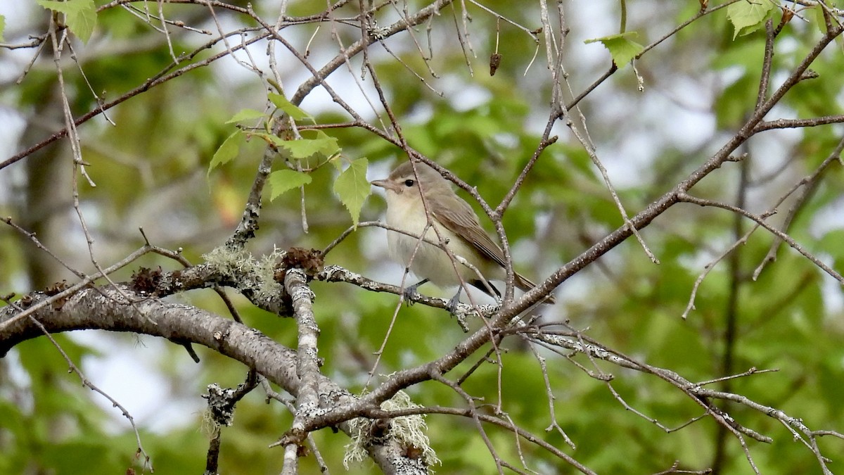 Eastern Warbling Vireo - ML658055204