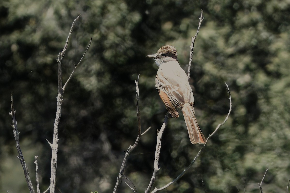 Ash-throated Flycatcher - ML658055217