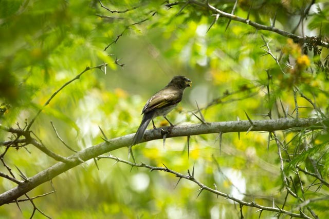 Streaked Saltator - ML658055218