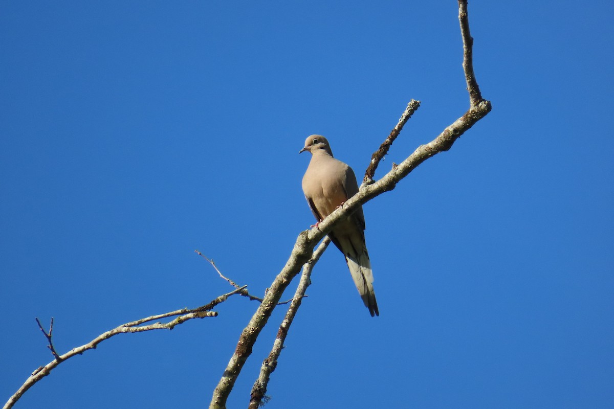 Mourning Dove - ML658055219