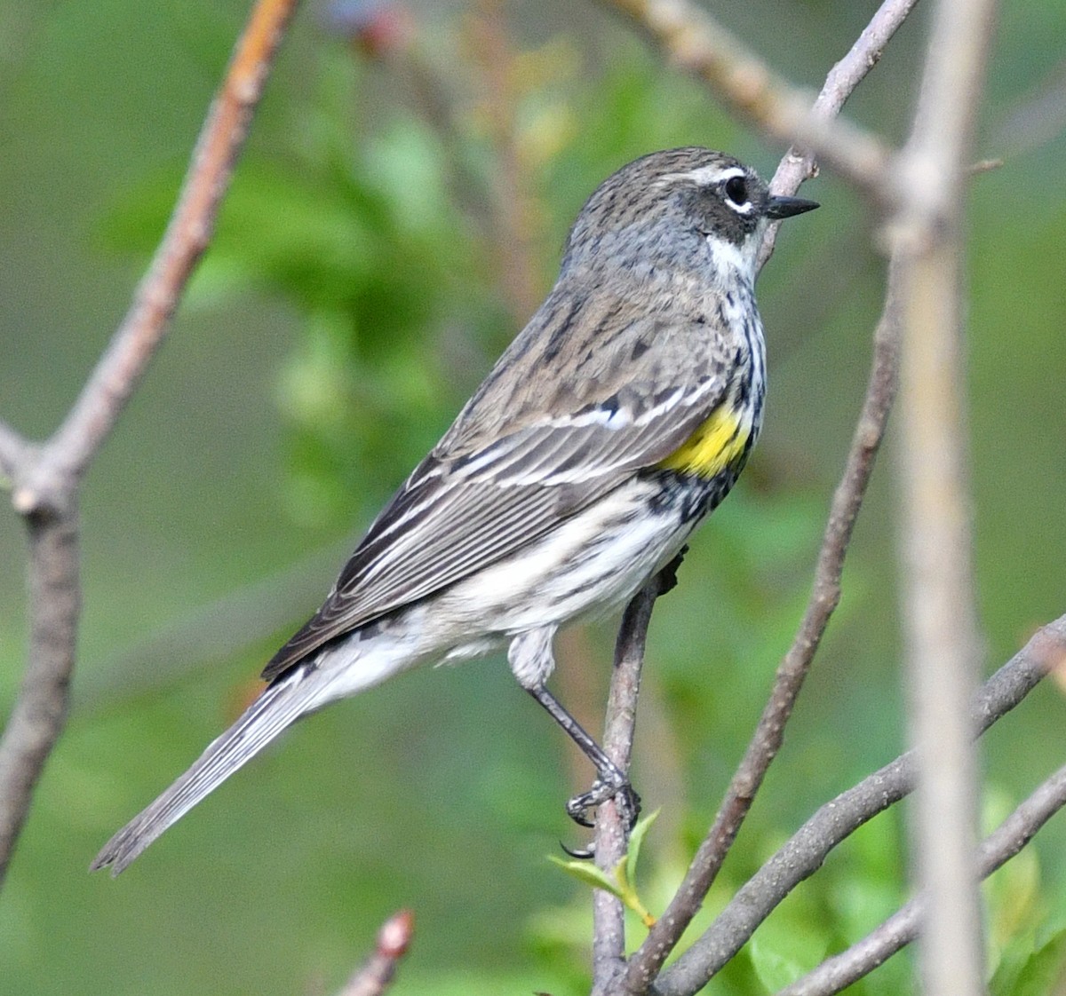 Yellow-rumped Warbler - ML658055220