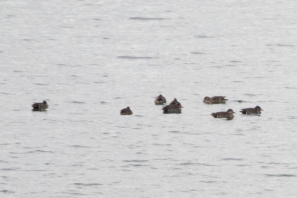 Baikal Teal - ML658055221