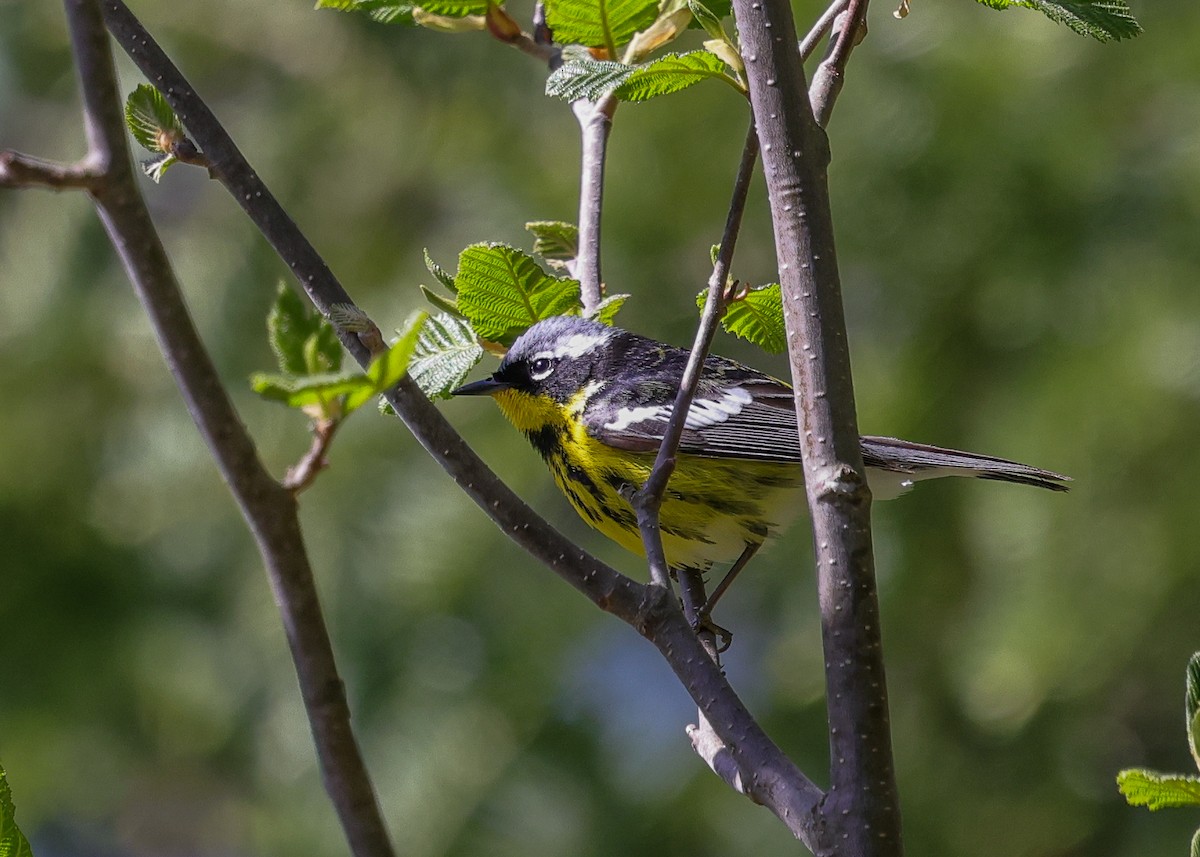 Magnolia Warbler - ML658055222
