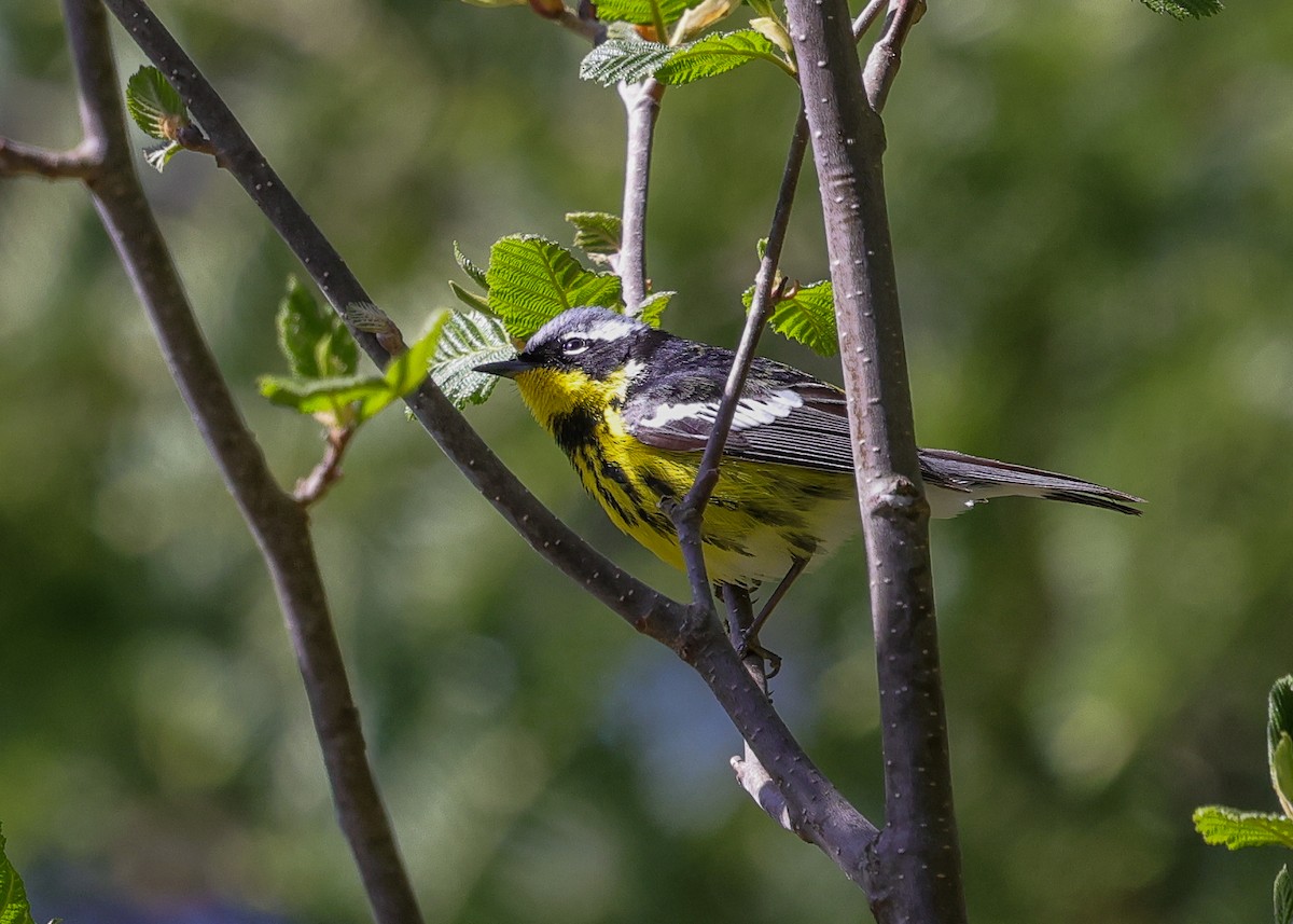 Magnolia Warbler - ML658055223