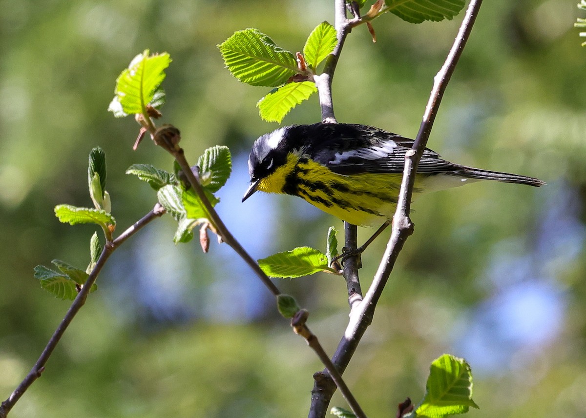 Magnolia Warbler - ML658055224