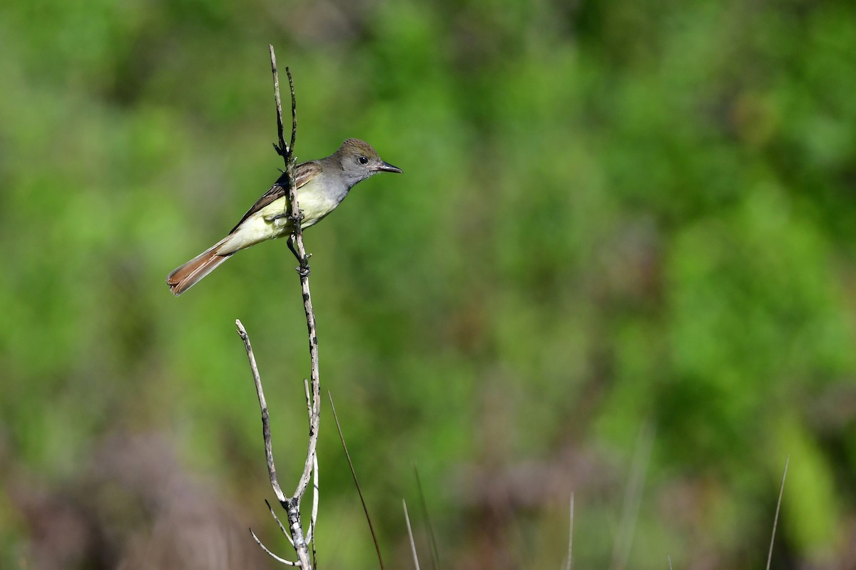 Great Crested Flycatcher - ML658055226