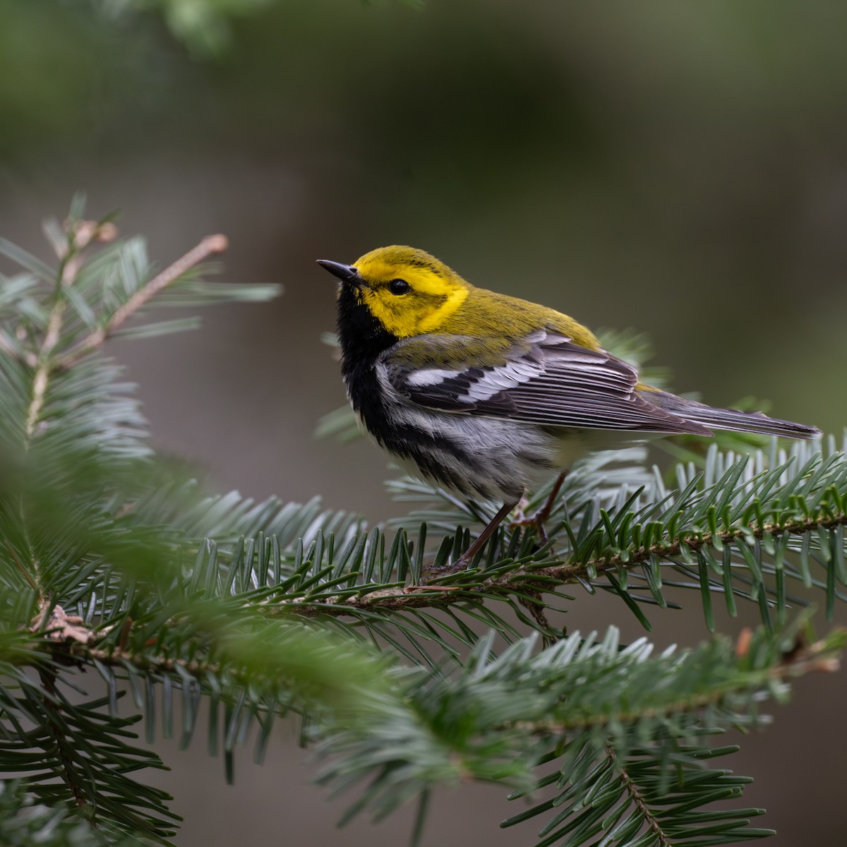 Black-throated Green Warbler - ML658055231