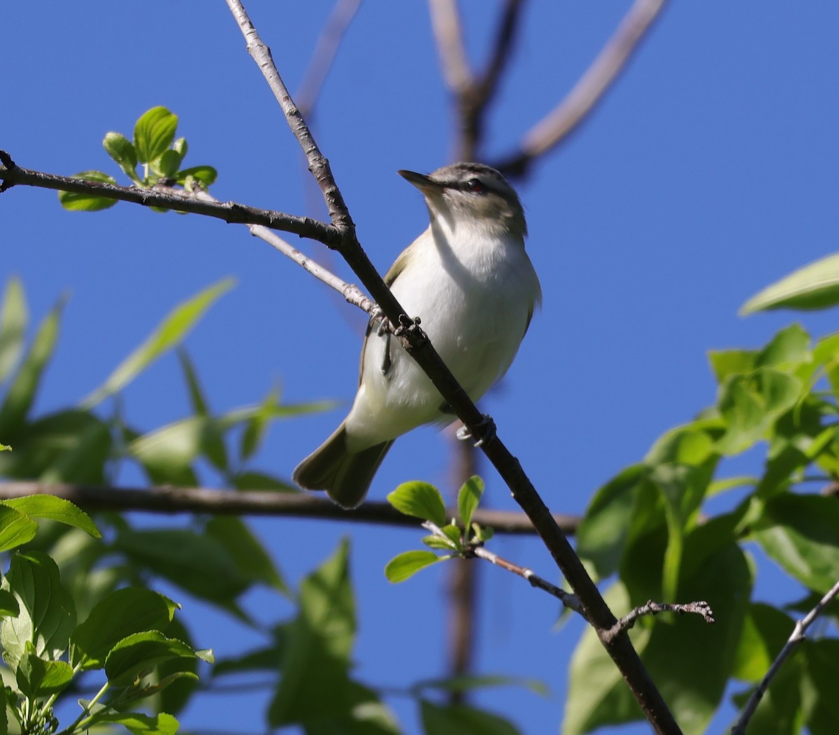 Red-eyed Vireo - ML658055236