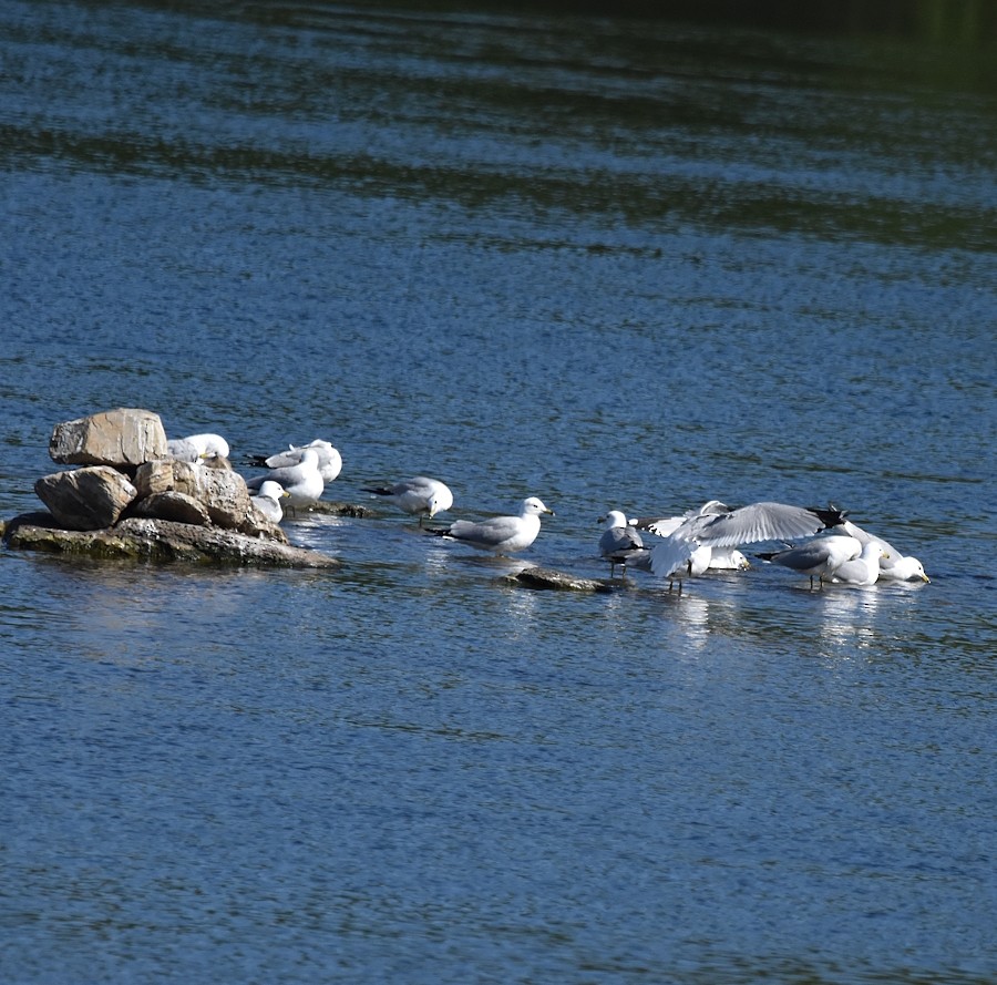 Ring-billed Gull - ML658055237