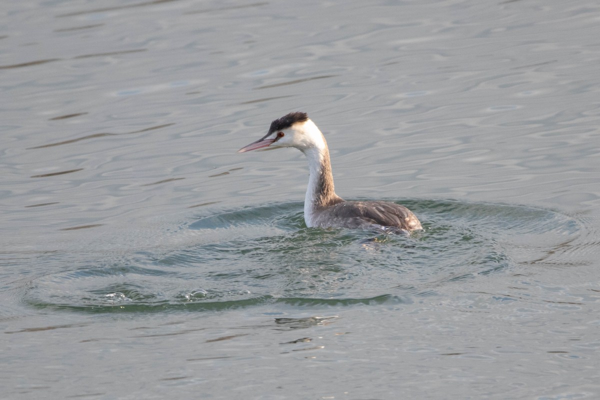 Great Crested Grebe - ML658055238
