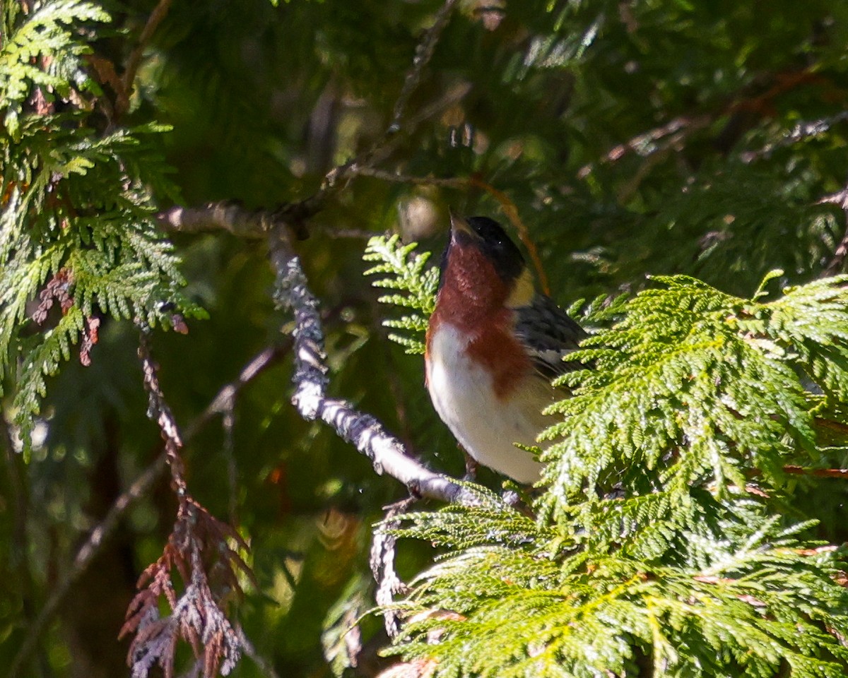 Bay-breasted Warbler - ML658055240