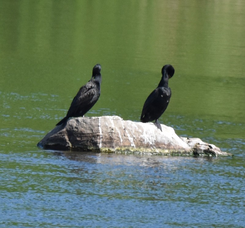 Double-crested Cormorant - ML658055241