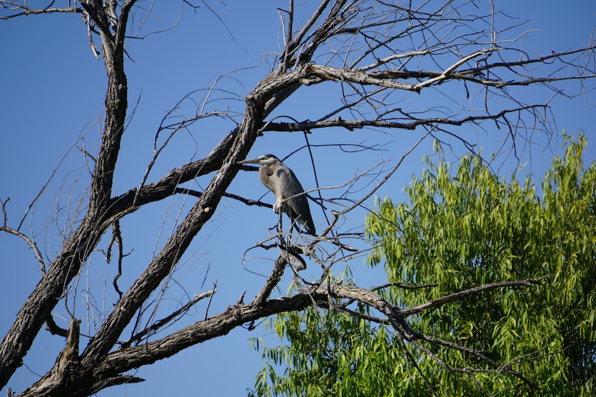 Great Blue Heron - ML658055242