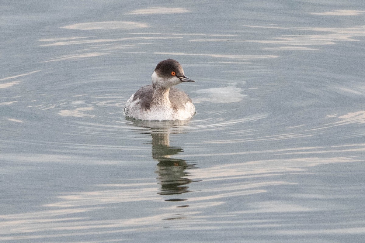 Eared Grebe - ML658055243