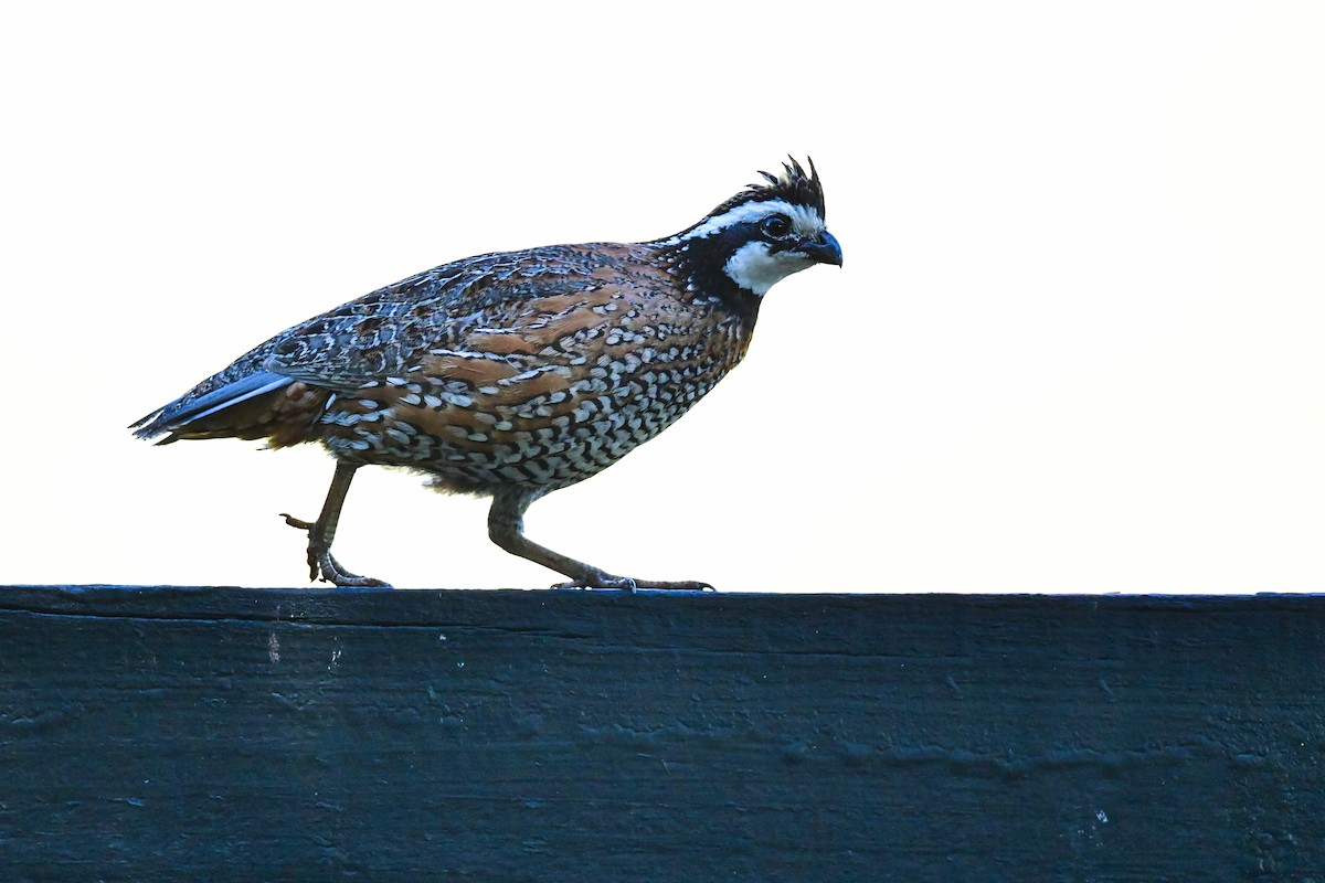 Northern Bobwhite - ML658055245